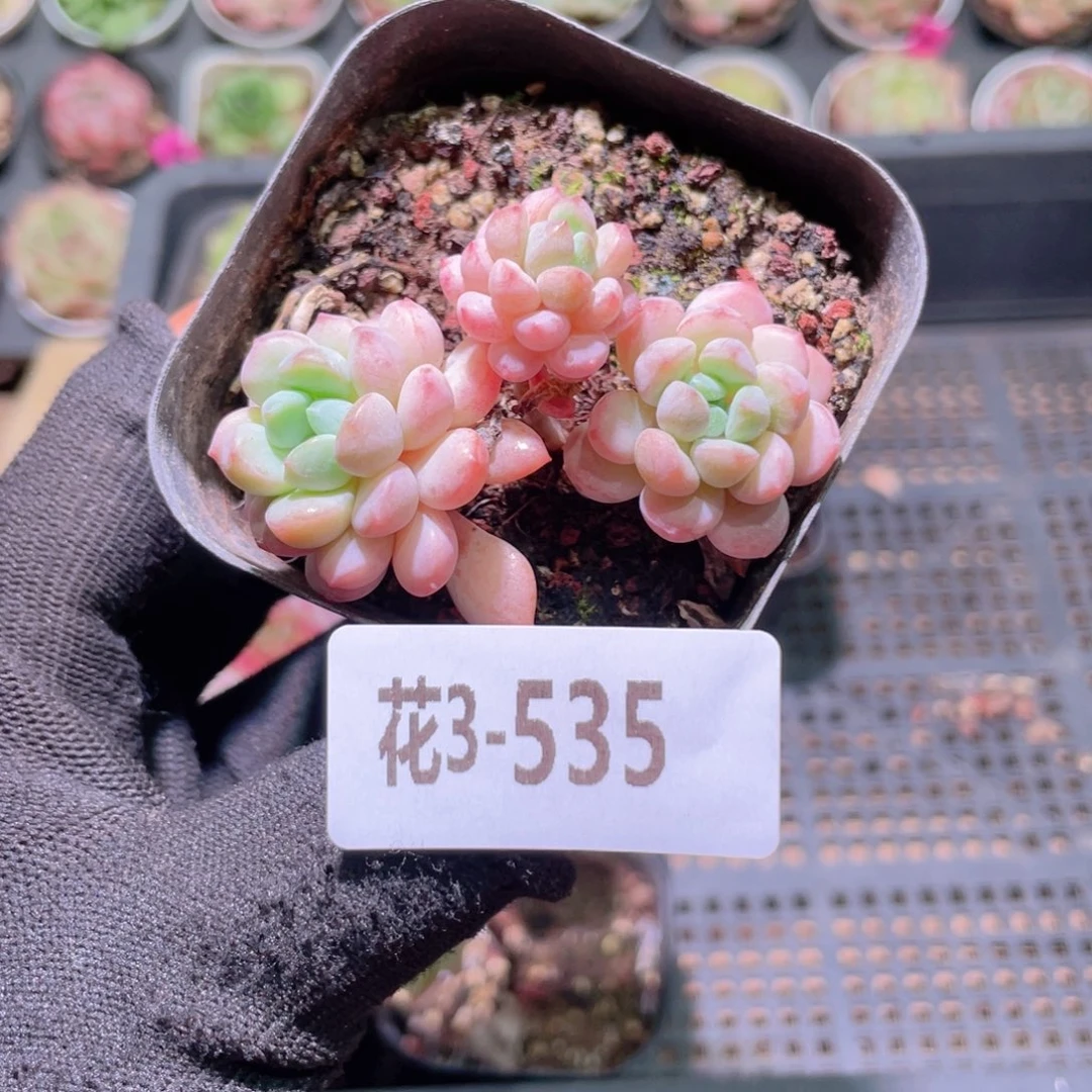 花利美3-535珍珠豆