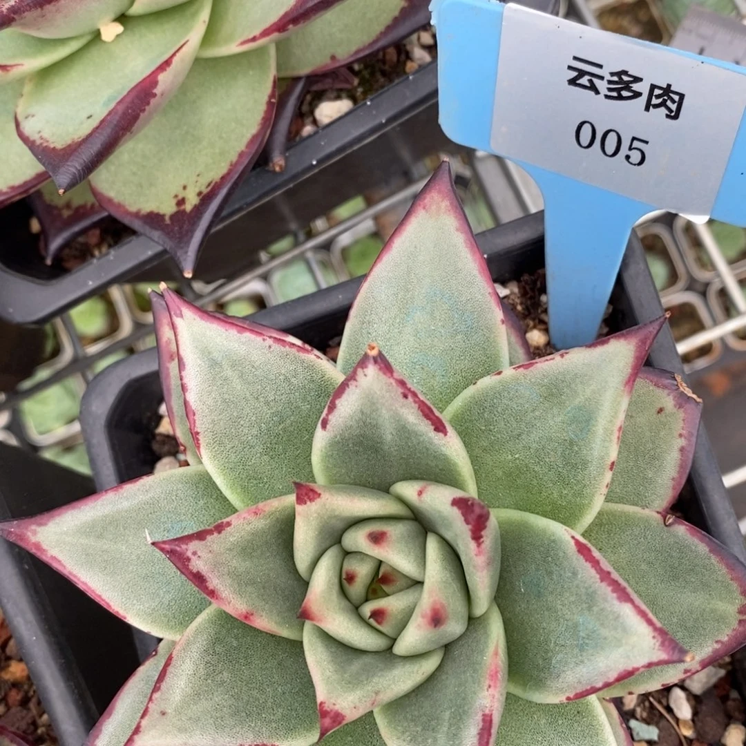 L005乌木直播福利