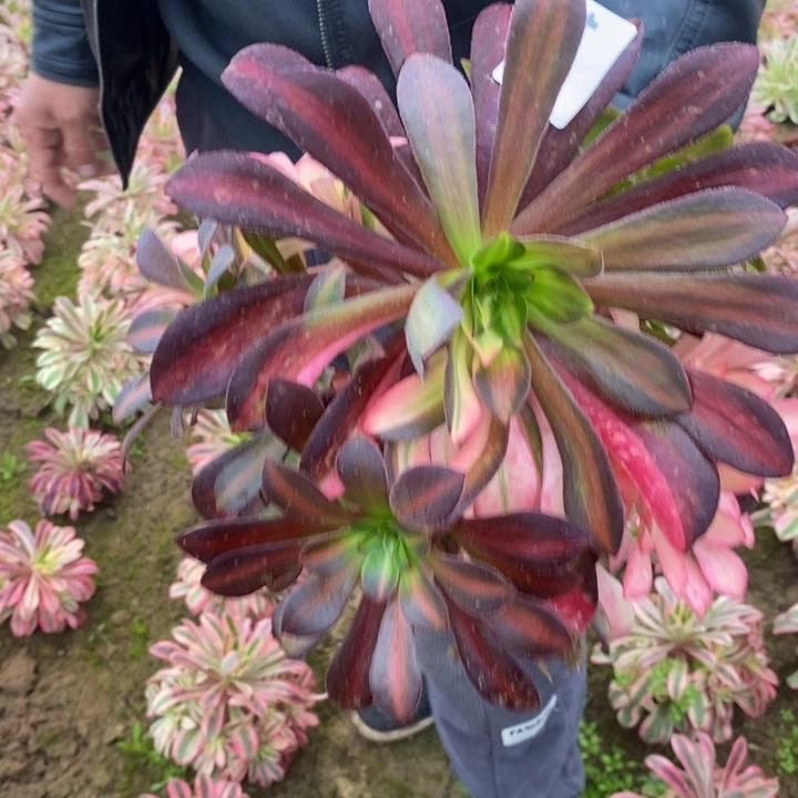 664美杜莎花手捧3号多肉