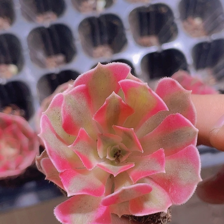 粉女巫【满10颗包邮】