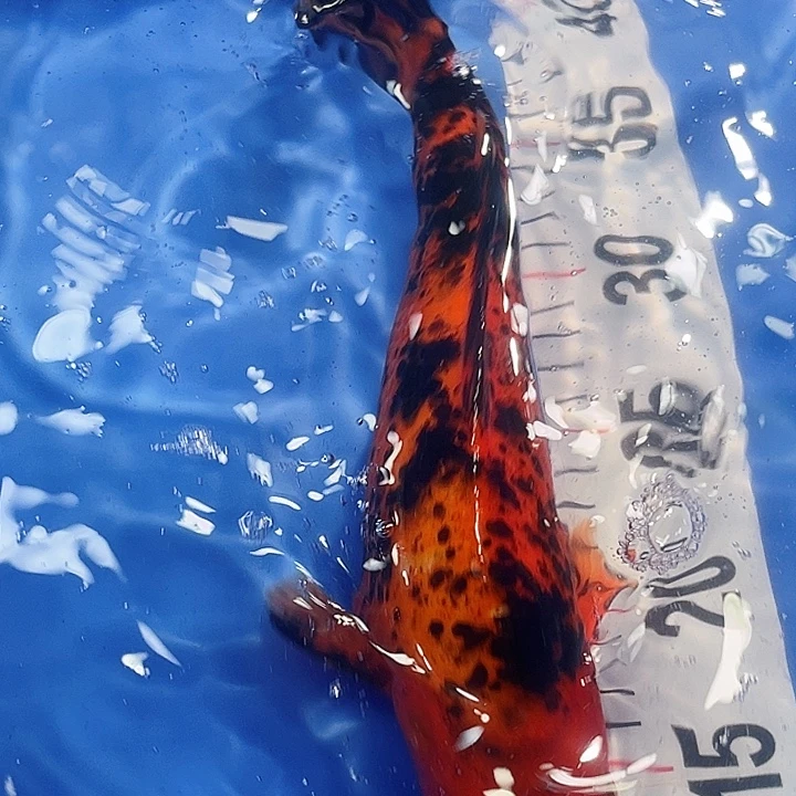 锦鲤锦鲤冷水鱼好养