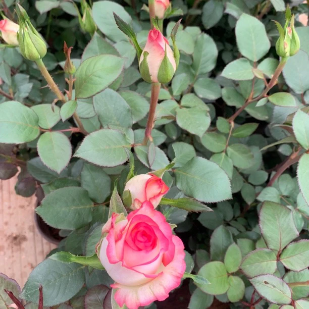 【直播链接】月季盆栽四季开花带盆带土带花苞适合阳台庭院