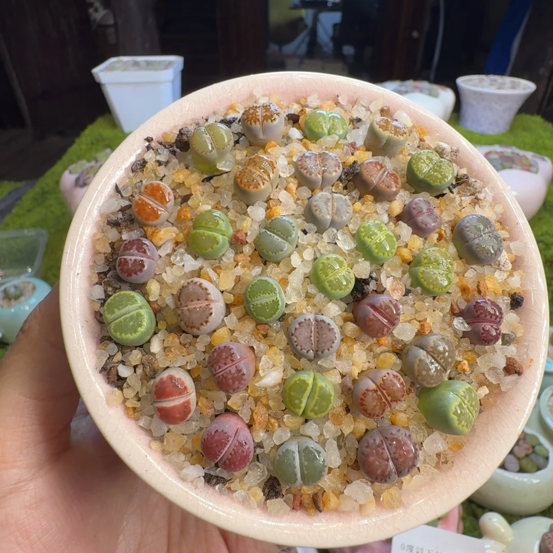 阳***m多肉植物开播福利1272