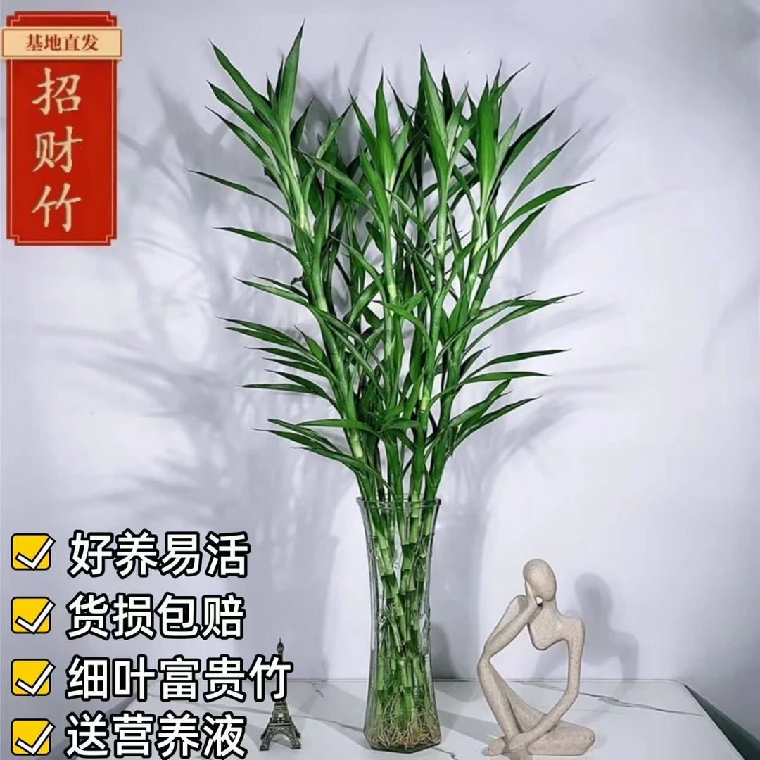 带根招财竹细叶富贵竹水培植物盆栽绿植室内水养转运竹净化空气
