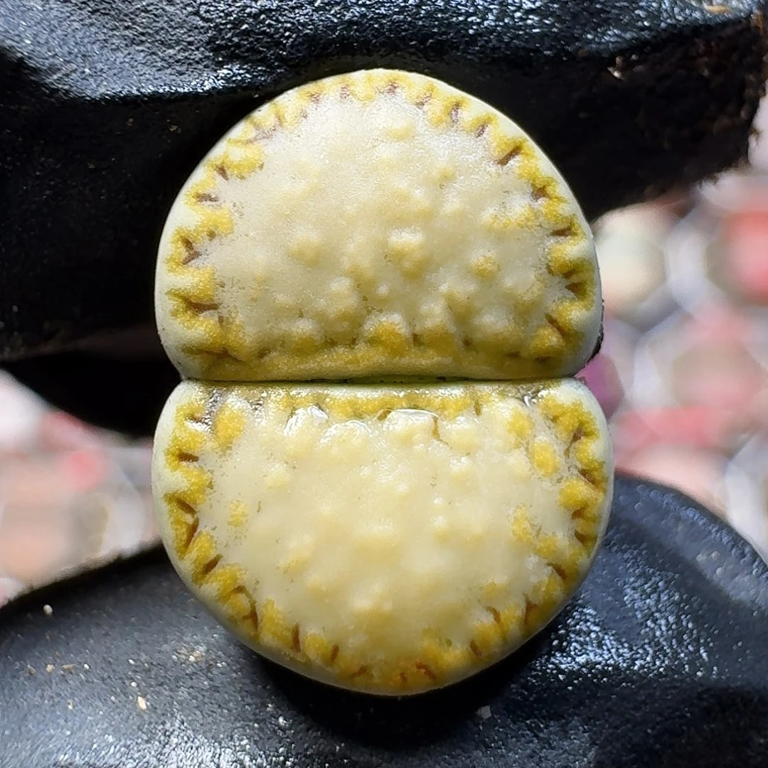 生石花111111。   158