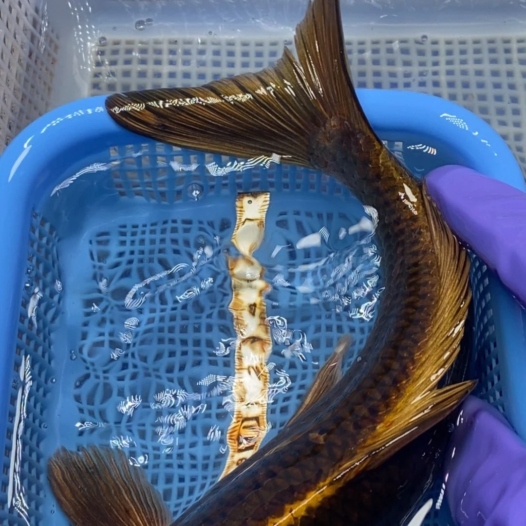 锦鲤冷水锦鲤包邮