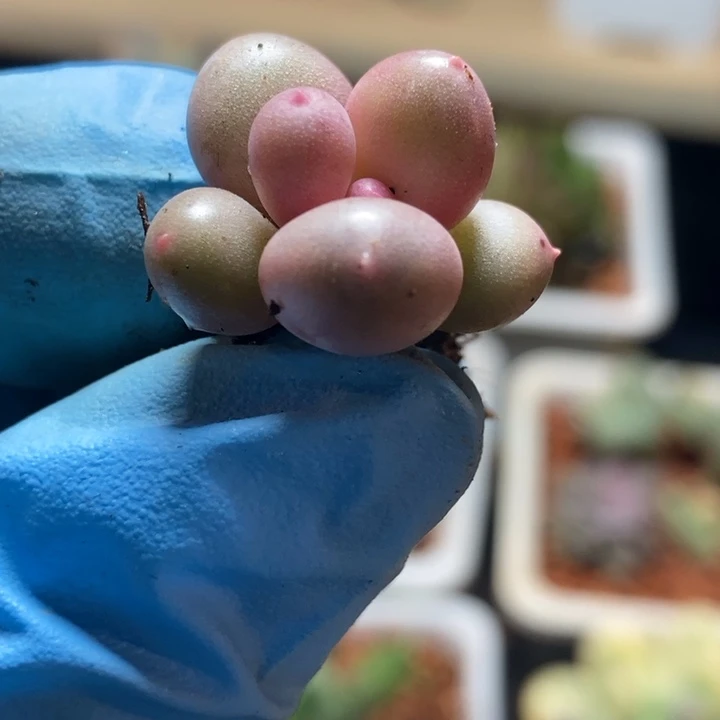 彩虹奶酪多肉植物