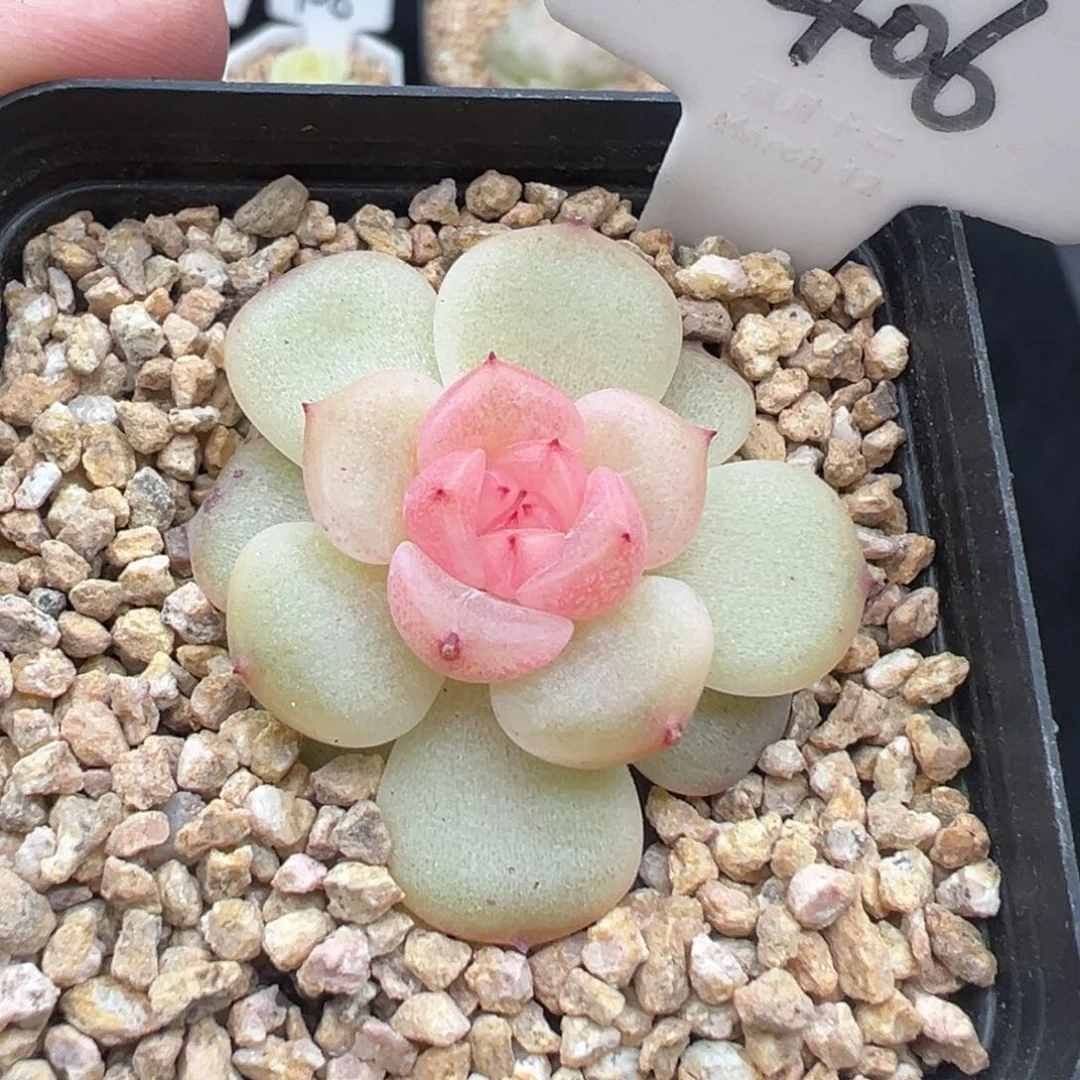 406号荔枝 晗雨多肉