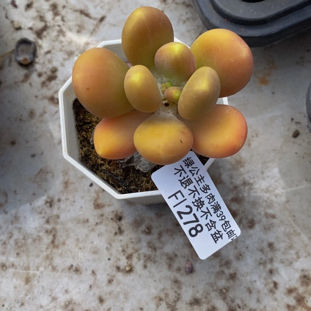 芒果奶酪278/5cm