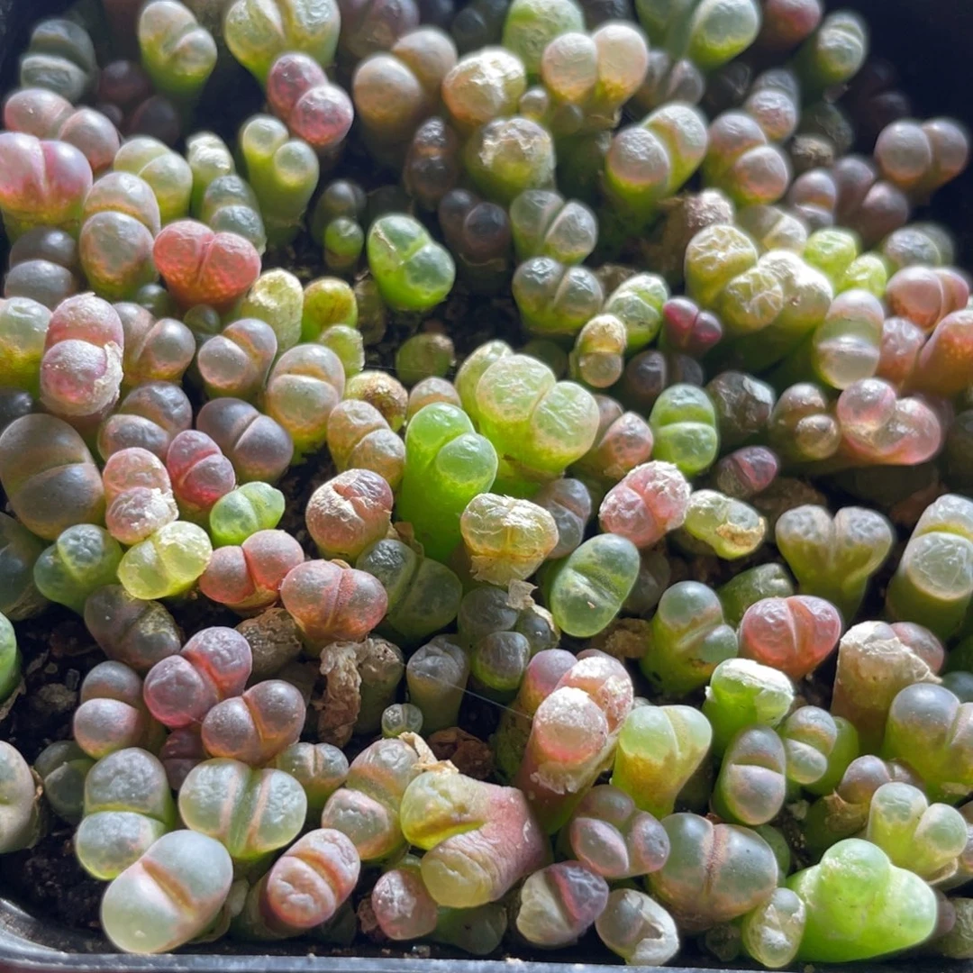 大盆特价一物一拍～43