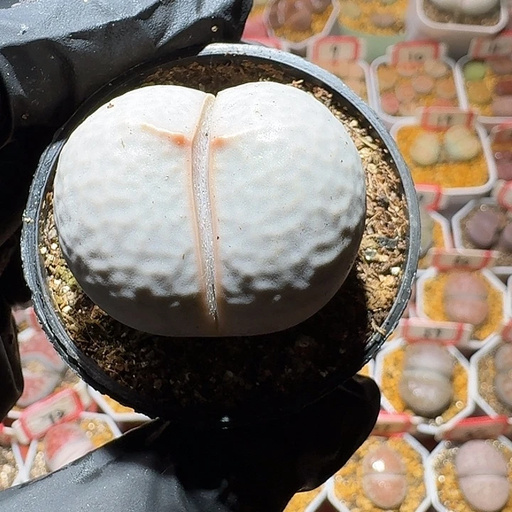 烧***球生石花3:：。    36号