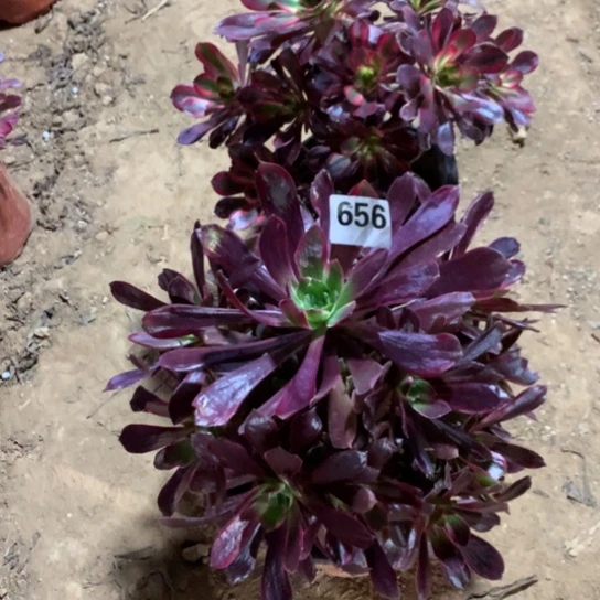 656法师多肉植物两颗组