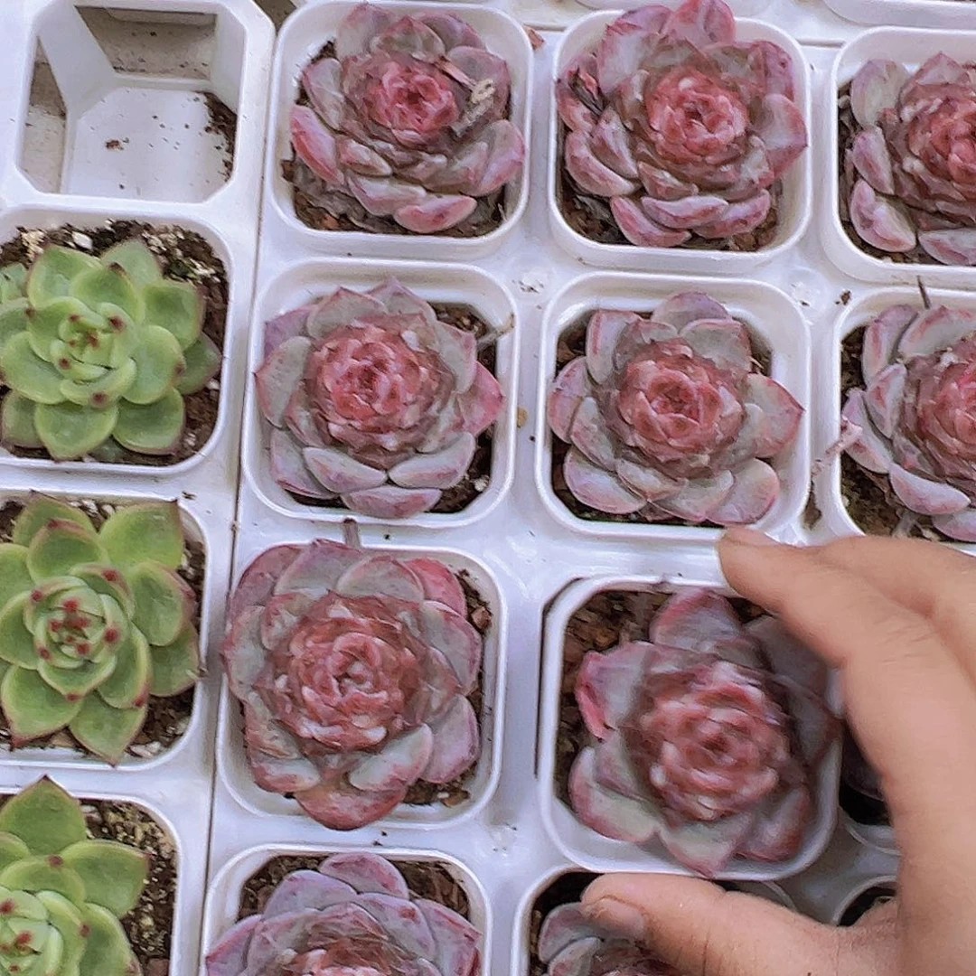 紫墨19包邮多肉植物