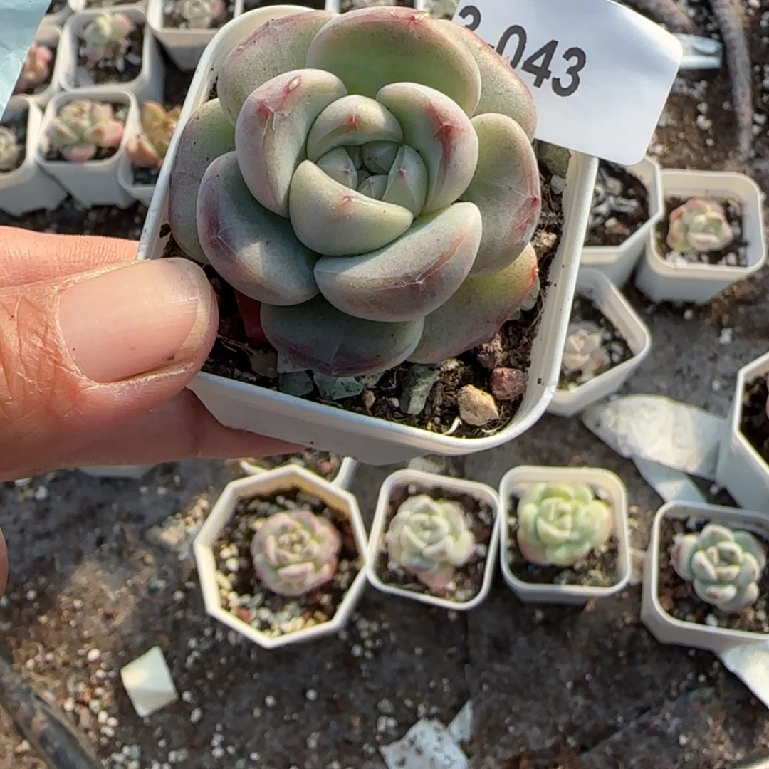 小卡拉米糖心一物一拍