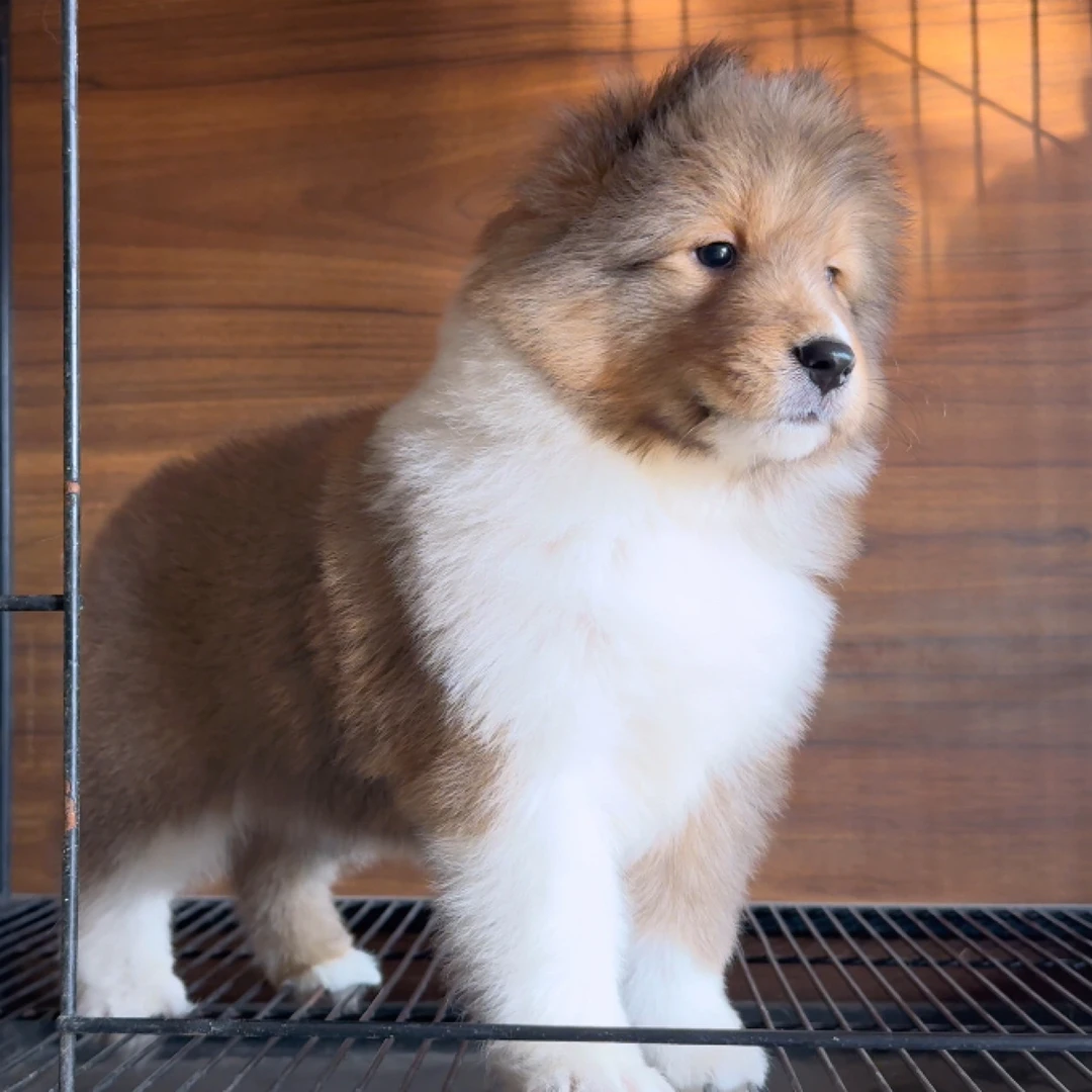 雕色喜乐蒂牧羊犬母狗狗