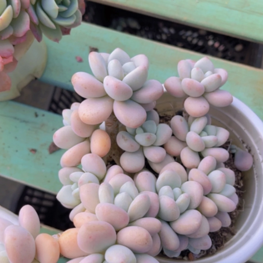 【闪购商品】香水洛神10245