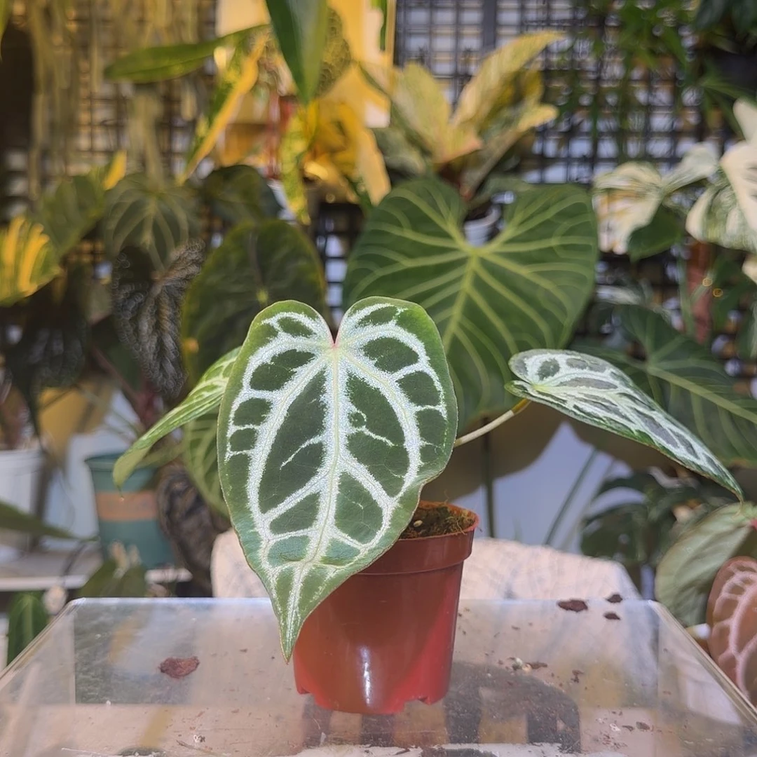 完全开放F891SKG杂黑底撕裂纹