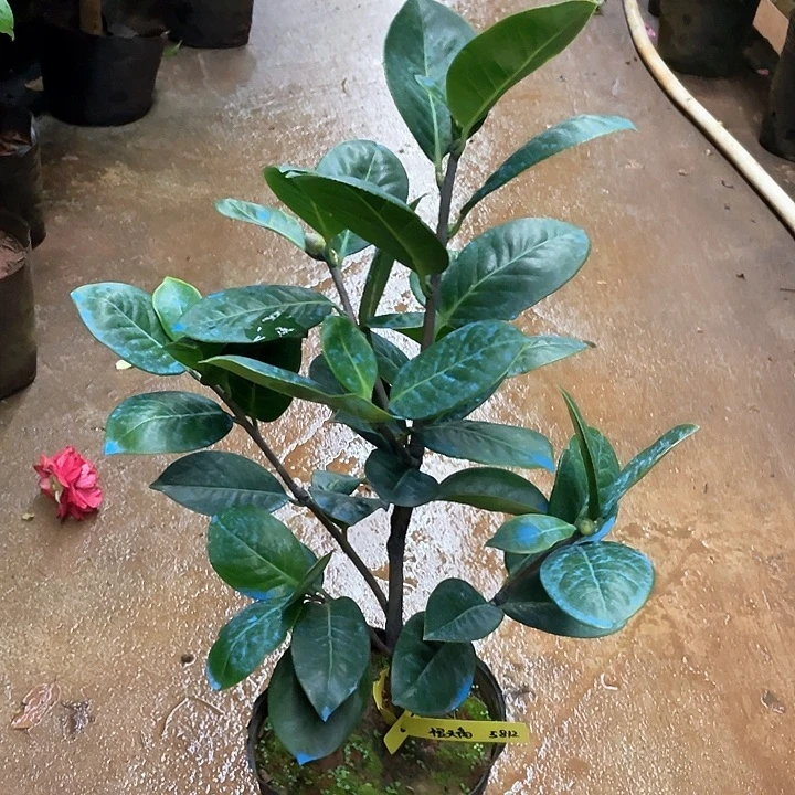 逸***.完全开放十级五折恨天高四年苗