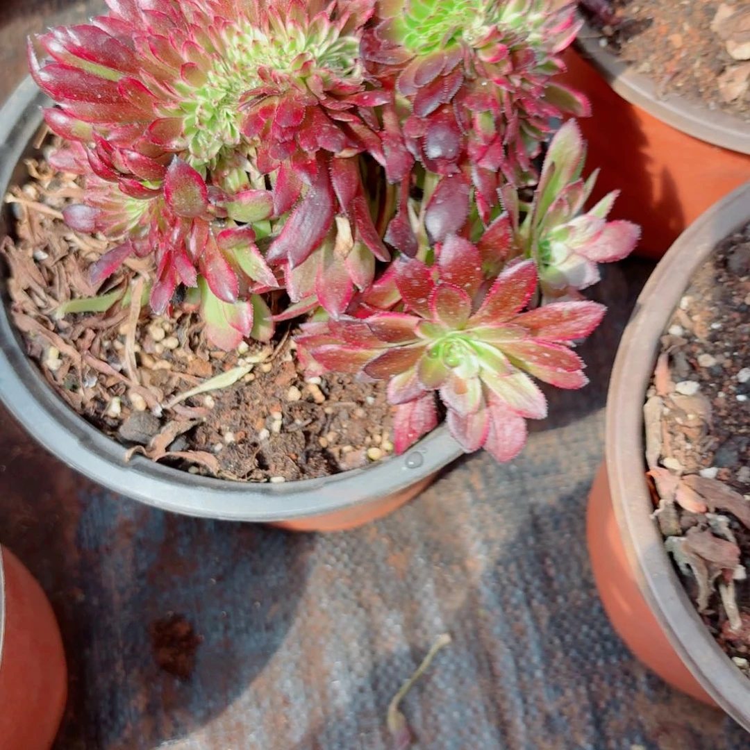 你845 号多肉法师特价