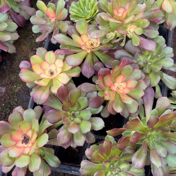 多肉植物15血盘不售后