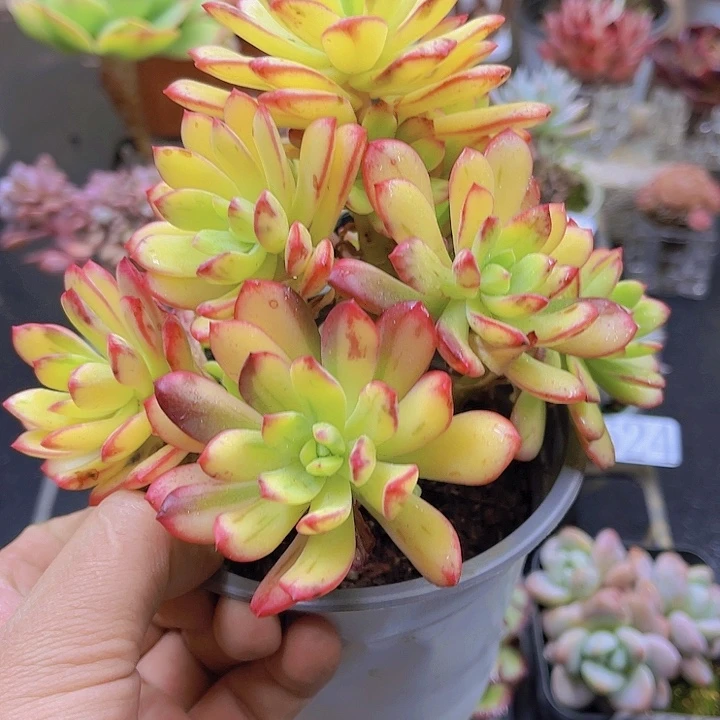 土培多肉栽种植物