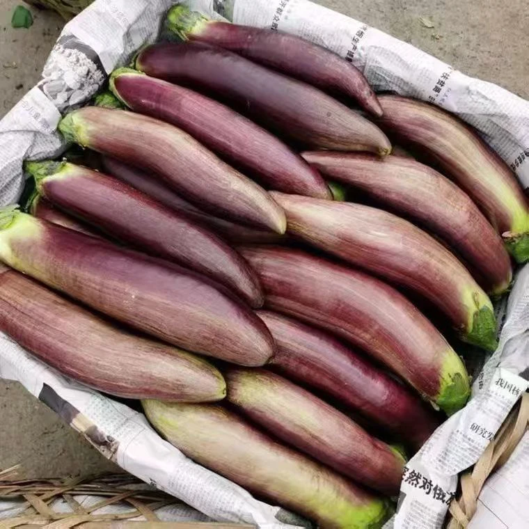 东北面包茄子东北花茄子新鲜开锅就烂2斤3斤5斤