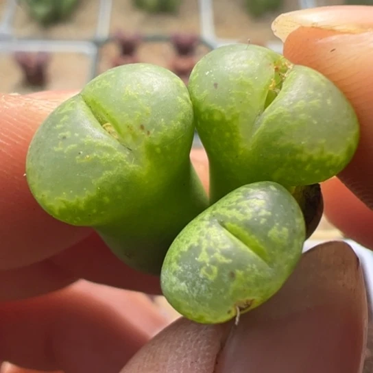 绿勋章干疤特价一颗153。