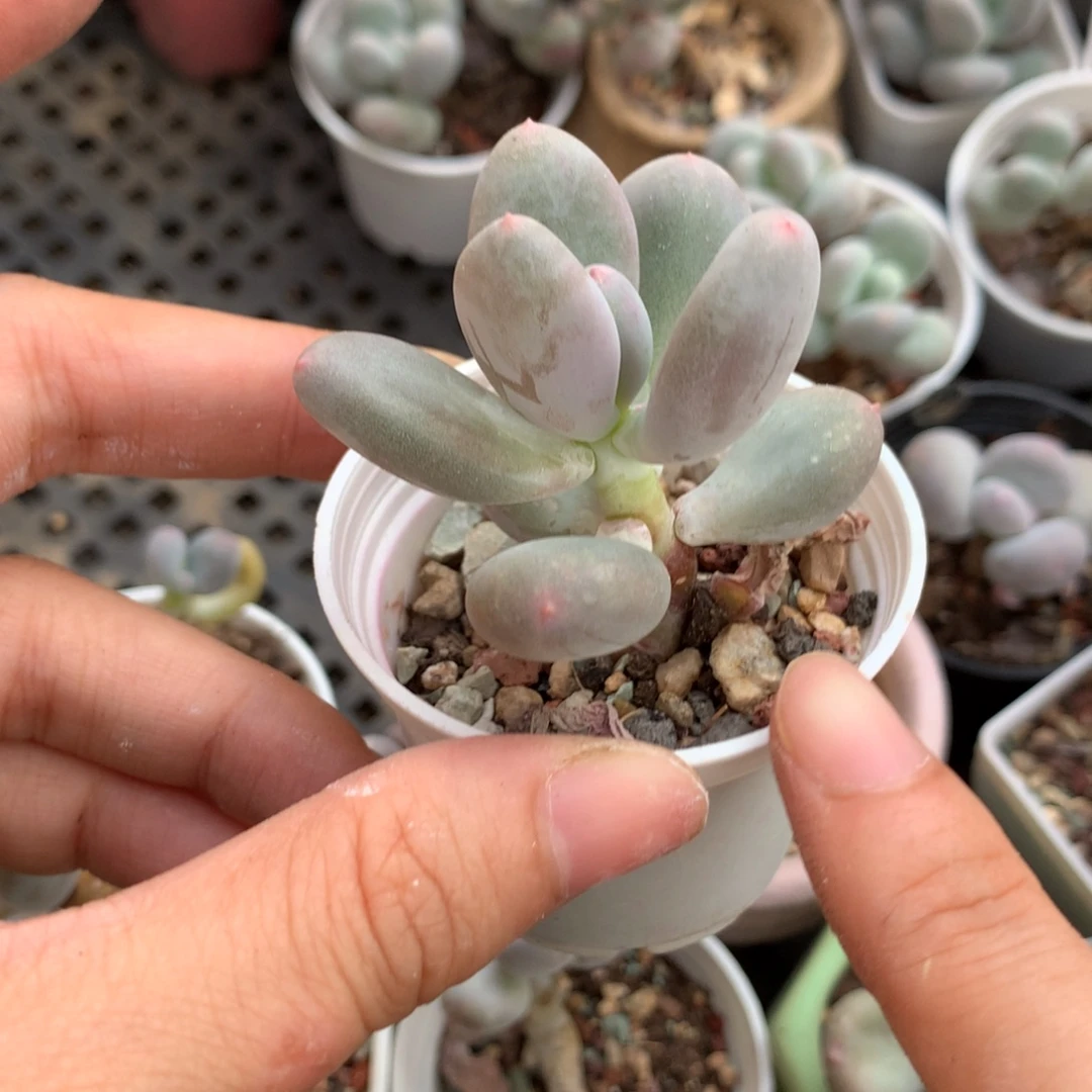 韩国彩虹奶奶酪多肉