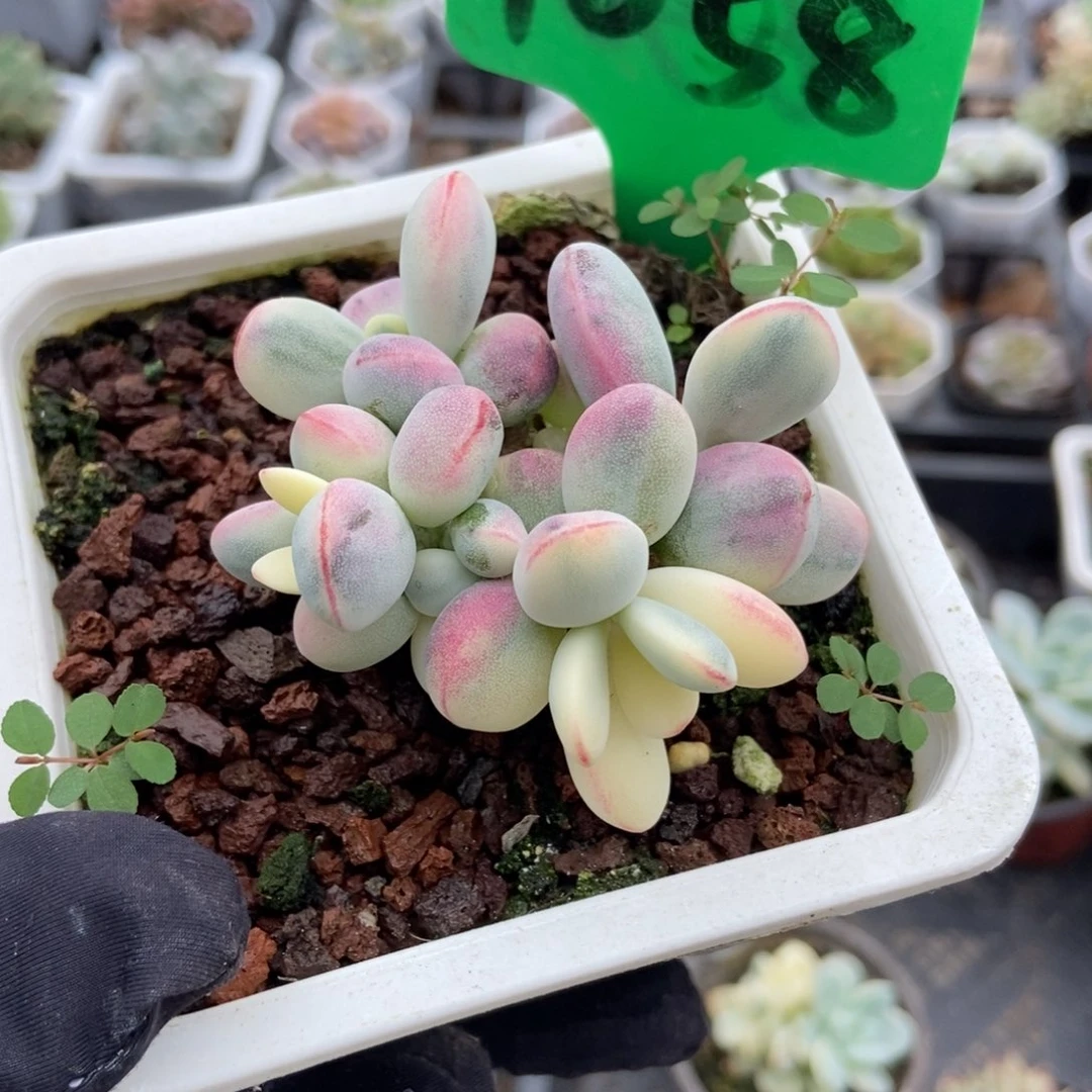 1658福娘锦多肉植物