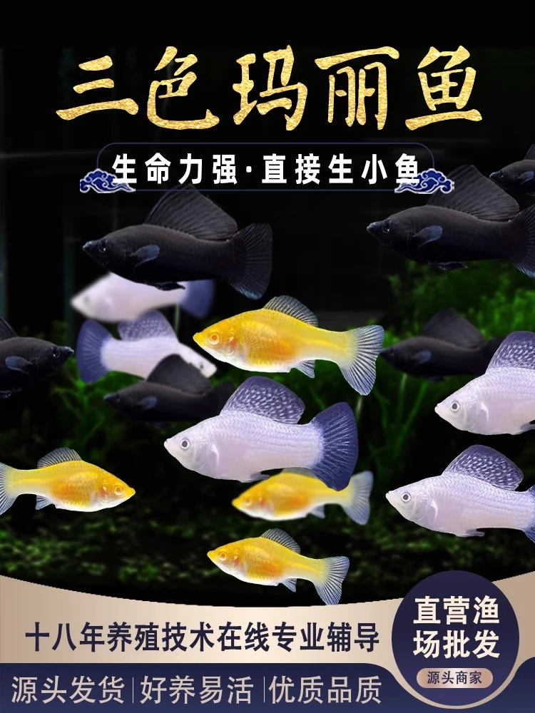 玛丽球鱼吃油膜新手好养小型热带鱼象耳白子临产观赏鱼混养好看