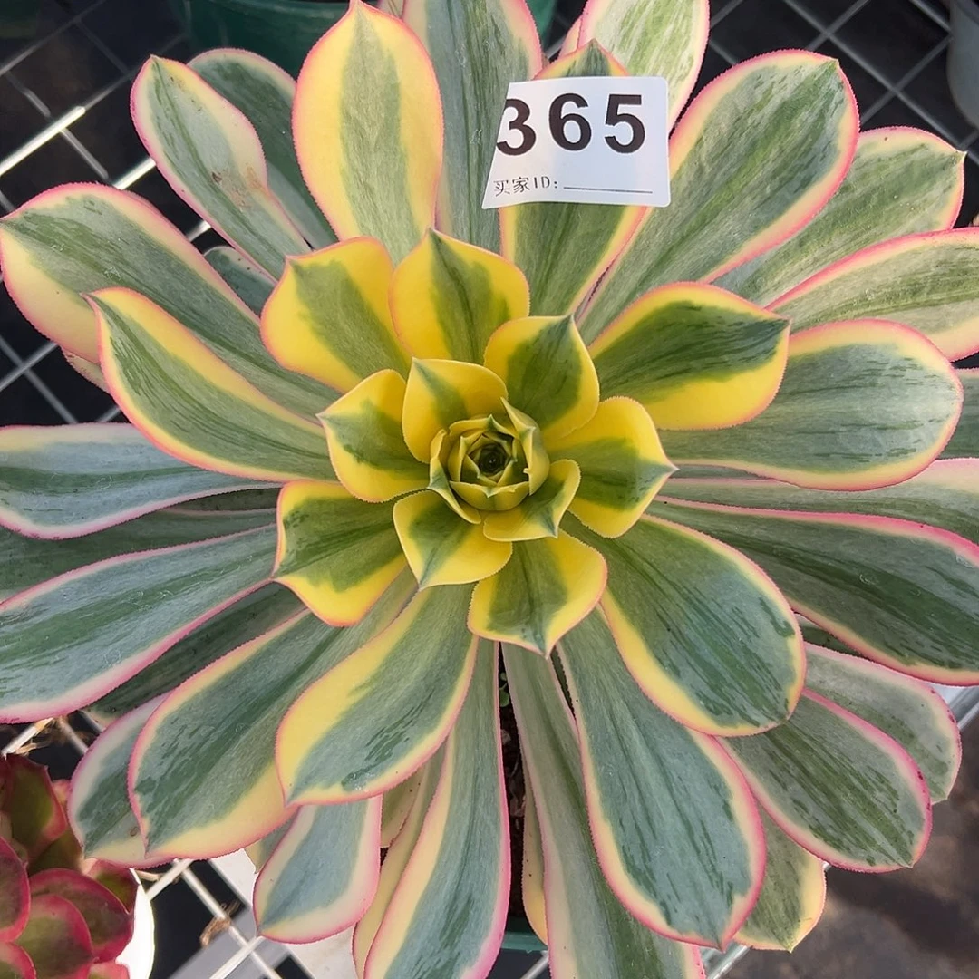 ****、精品多肉植物365灿烂