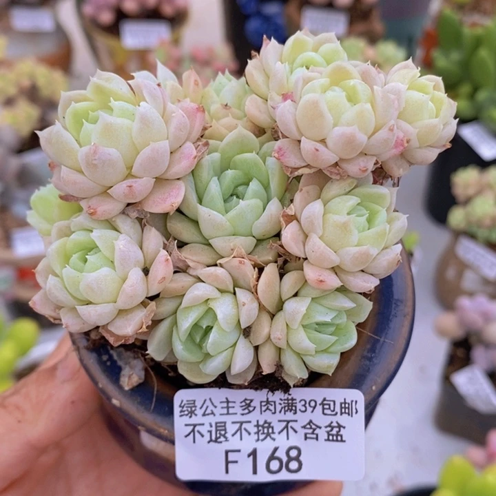 白月影8cm168多肉植物