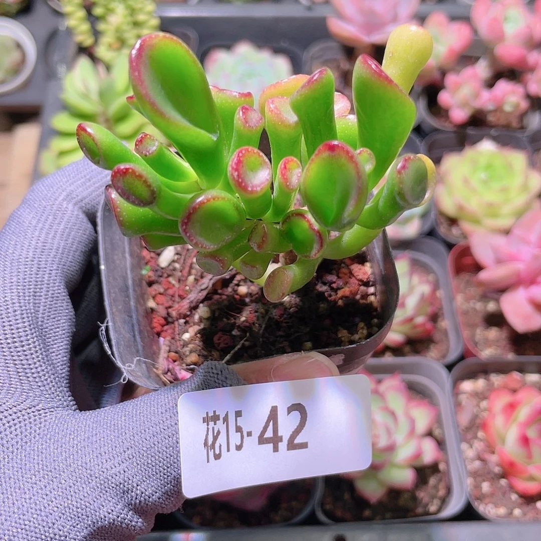 花利美15-42吸财树