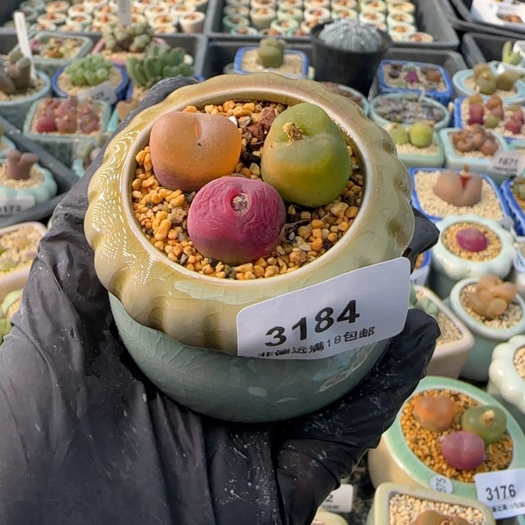 3184-一物一拍 带盆