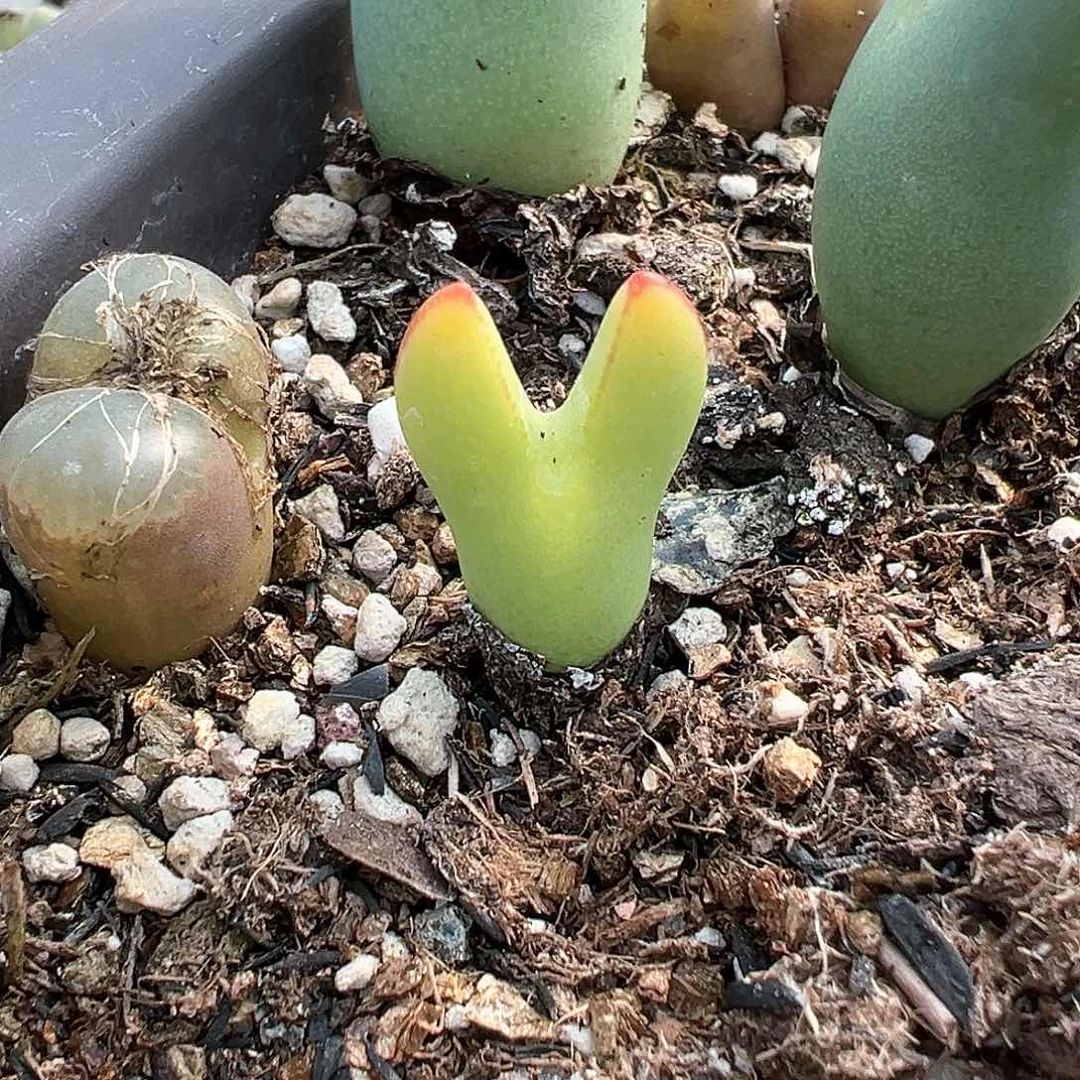 ꒰****꒱多肉肉锥 专拍黄金皮卡丘