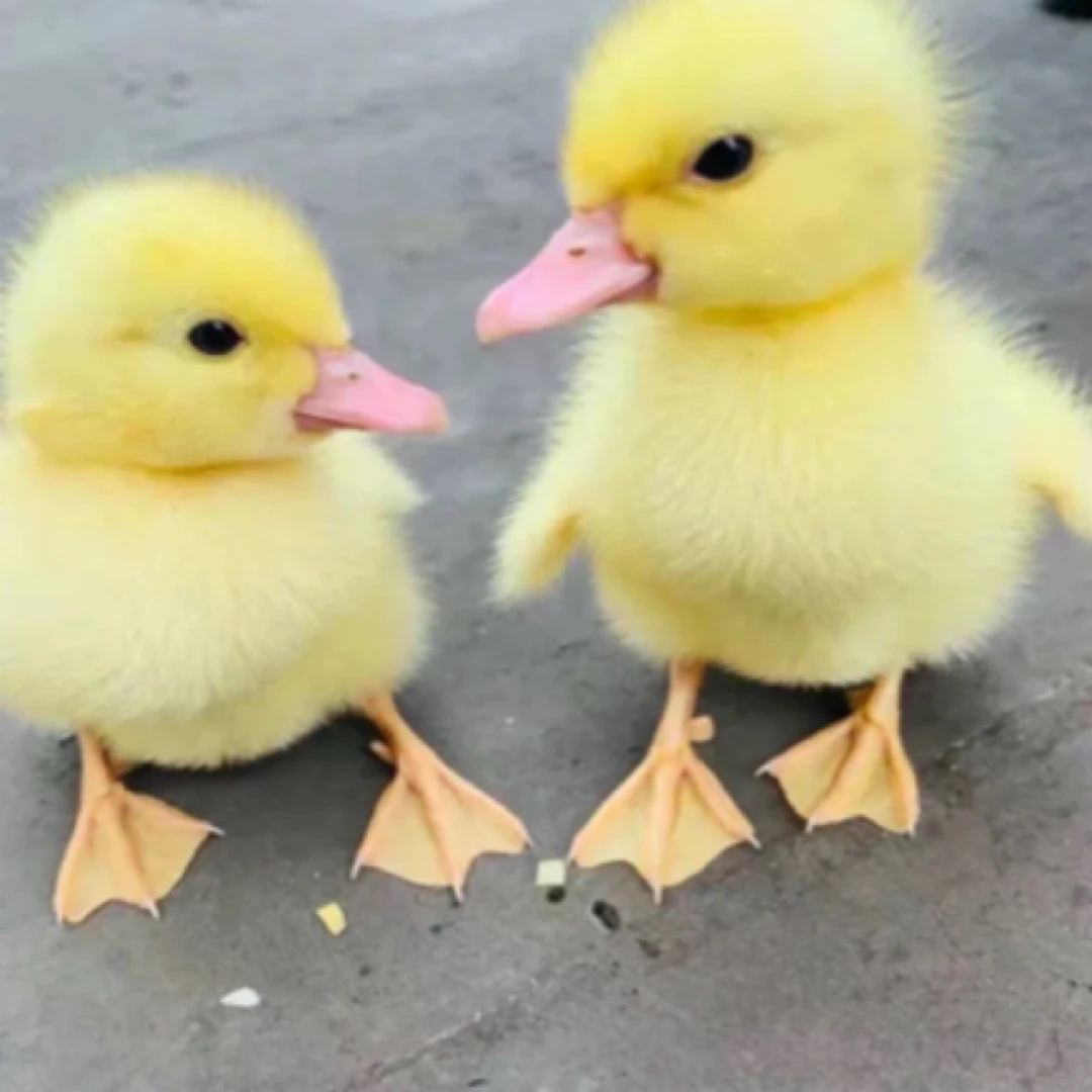 【混血柯尔小黄鸭】包邮到家鸭肉同城配