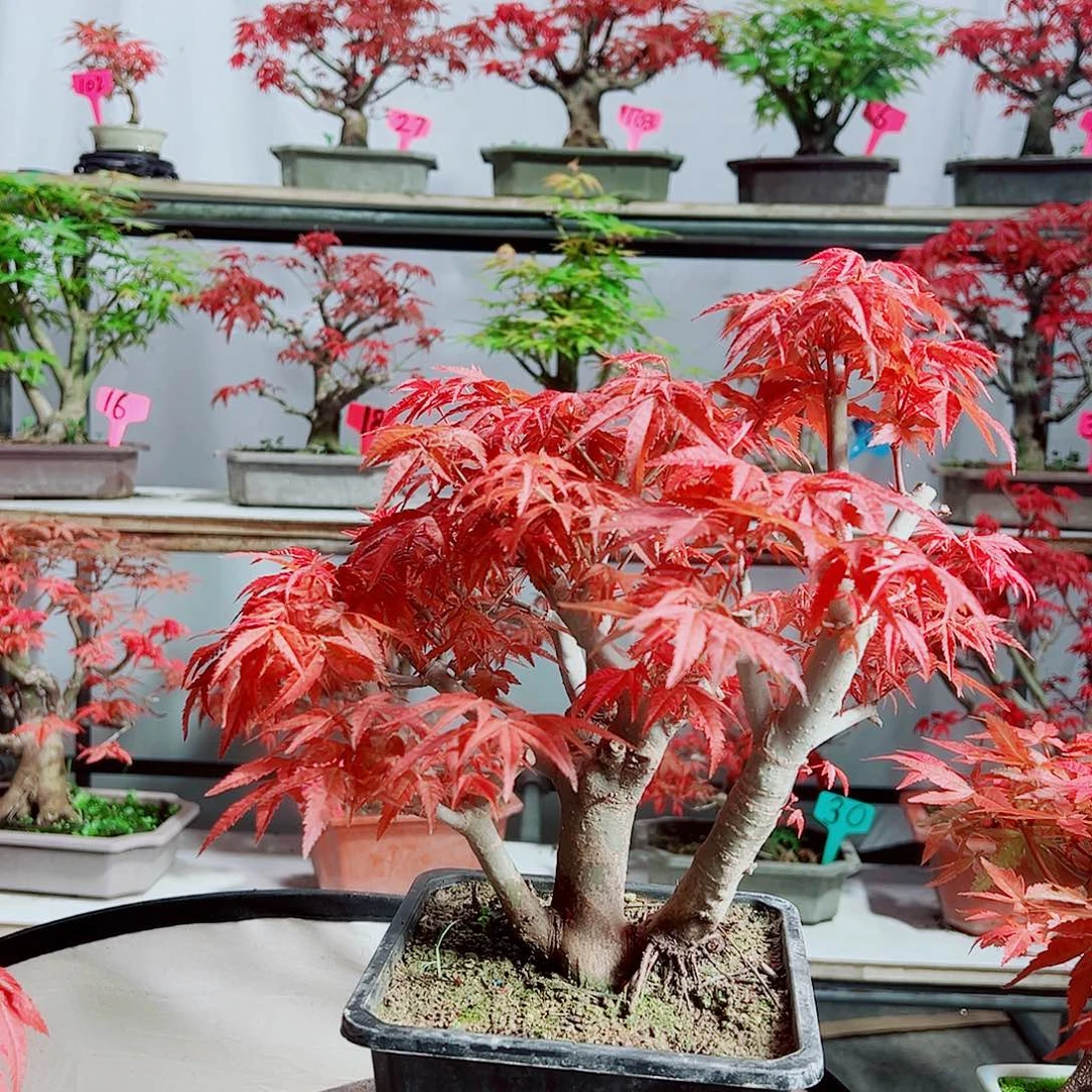 无花朵悠**绵老桩出猩猩