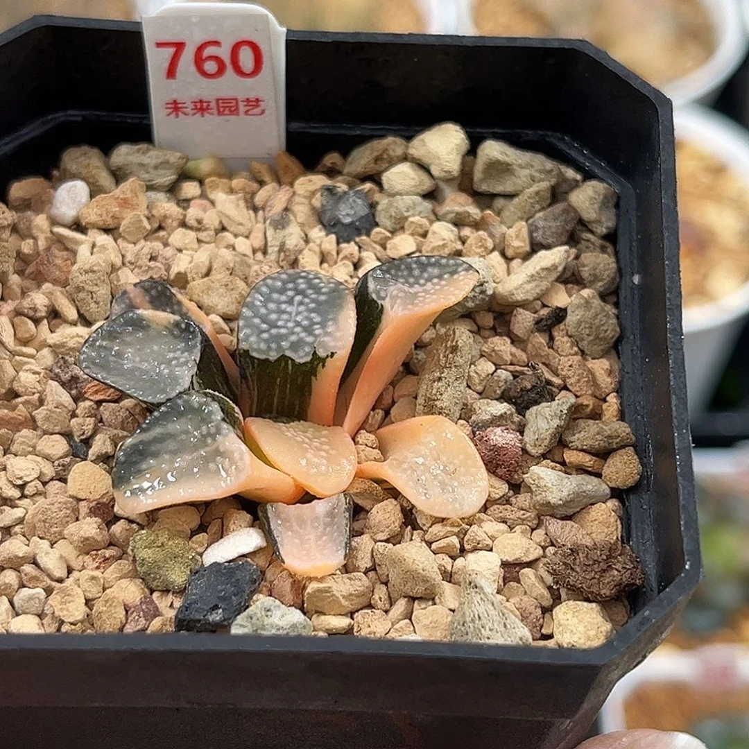 760点点寿锦一物一图