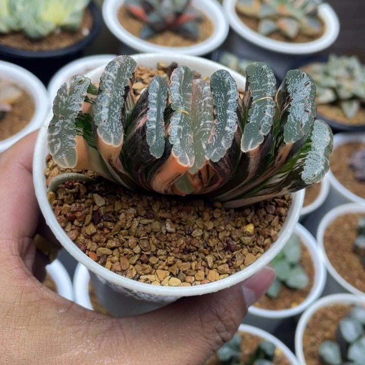 富士之秋玉扇锦十二卷