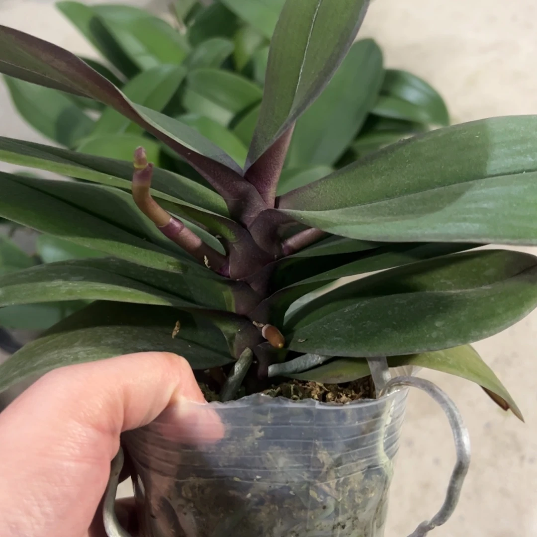 当前无花栽培后可以开花安娜多层叶微瑕疵双剑