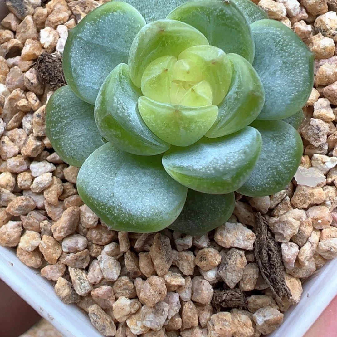 136号糯白心晗雨多肉