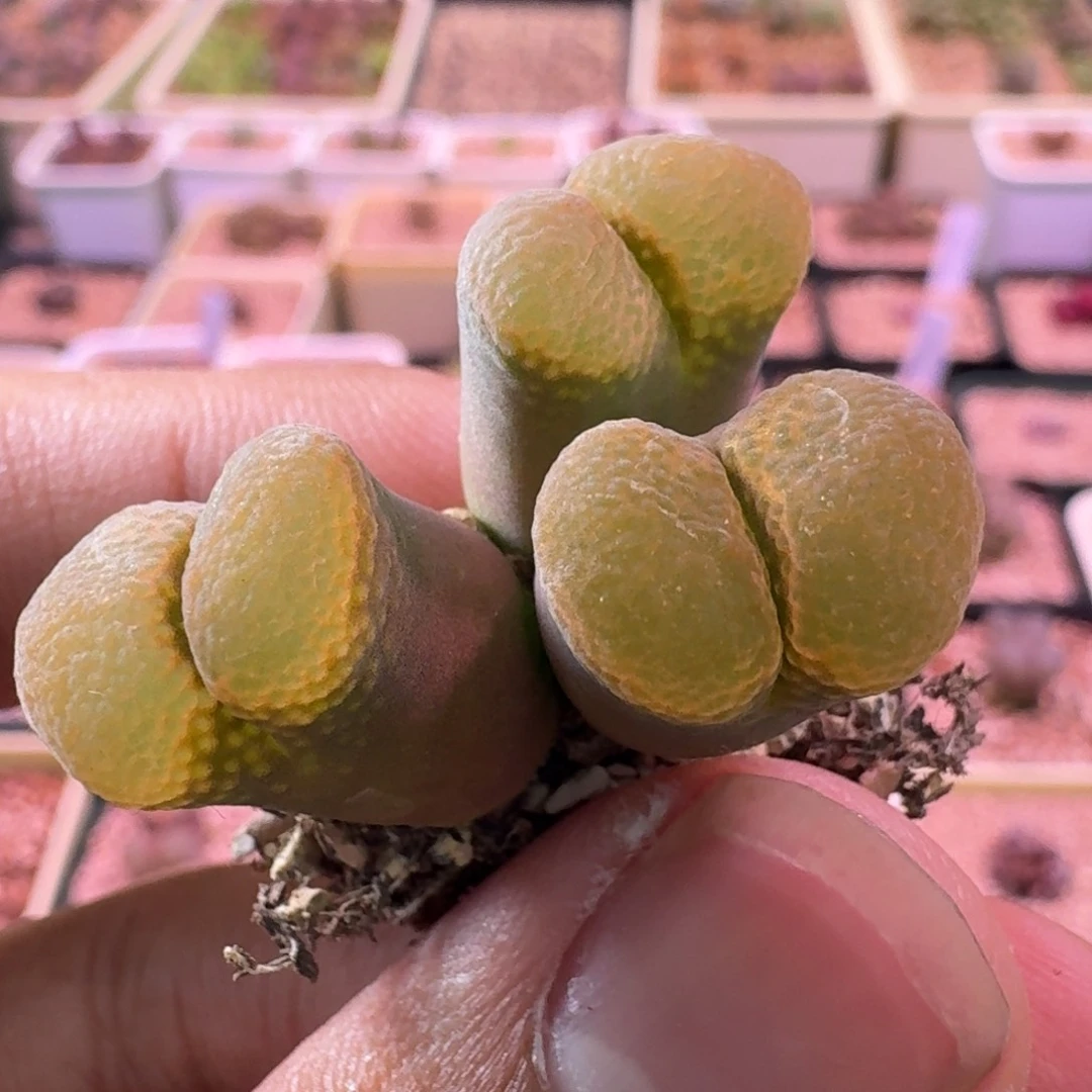 云缦精品番杏13.28 紫体金黄鱼籽翻窗