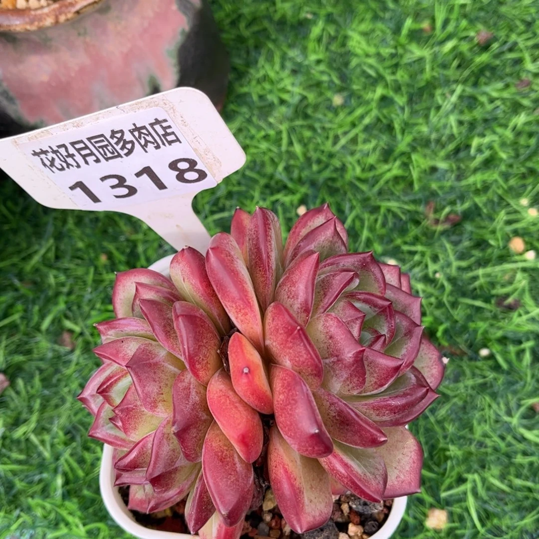 多肉植物1318 满30包邮