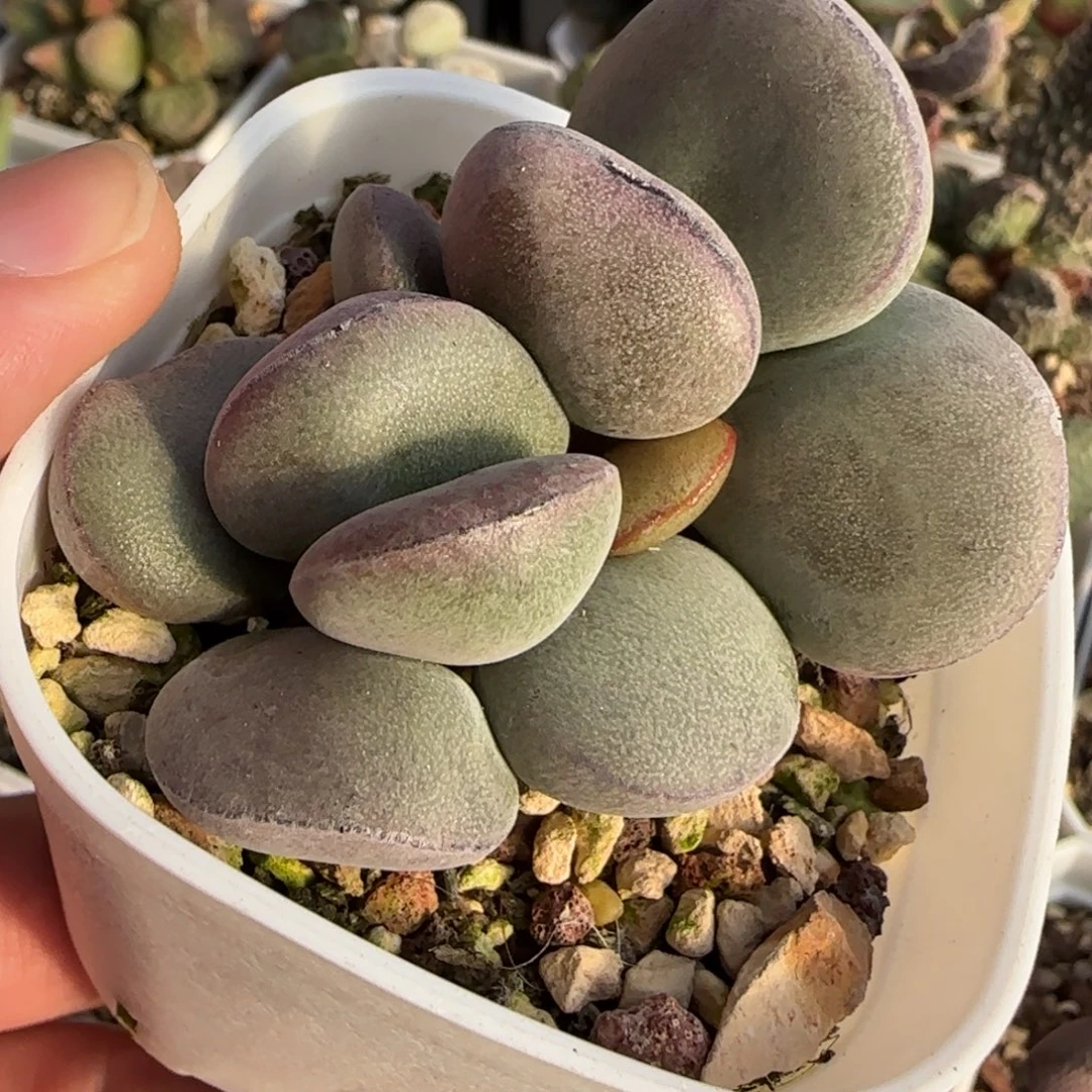 球球紫蛋水泡多肉