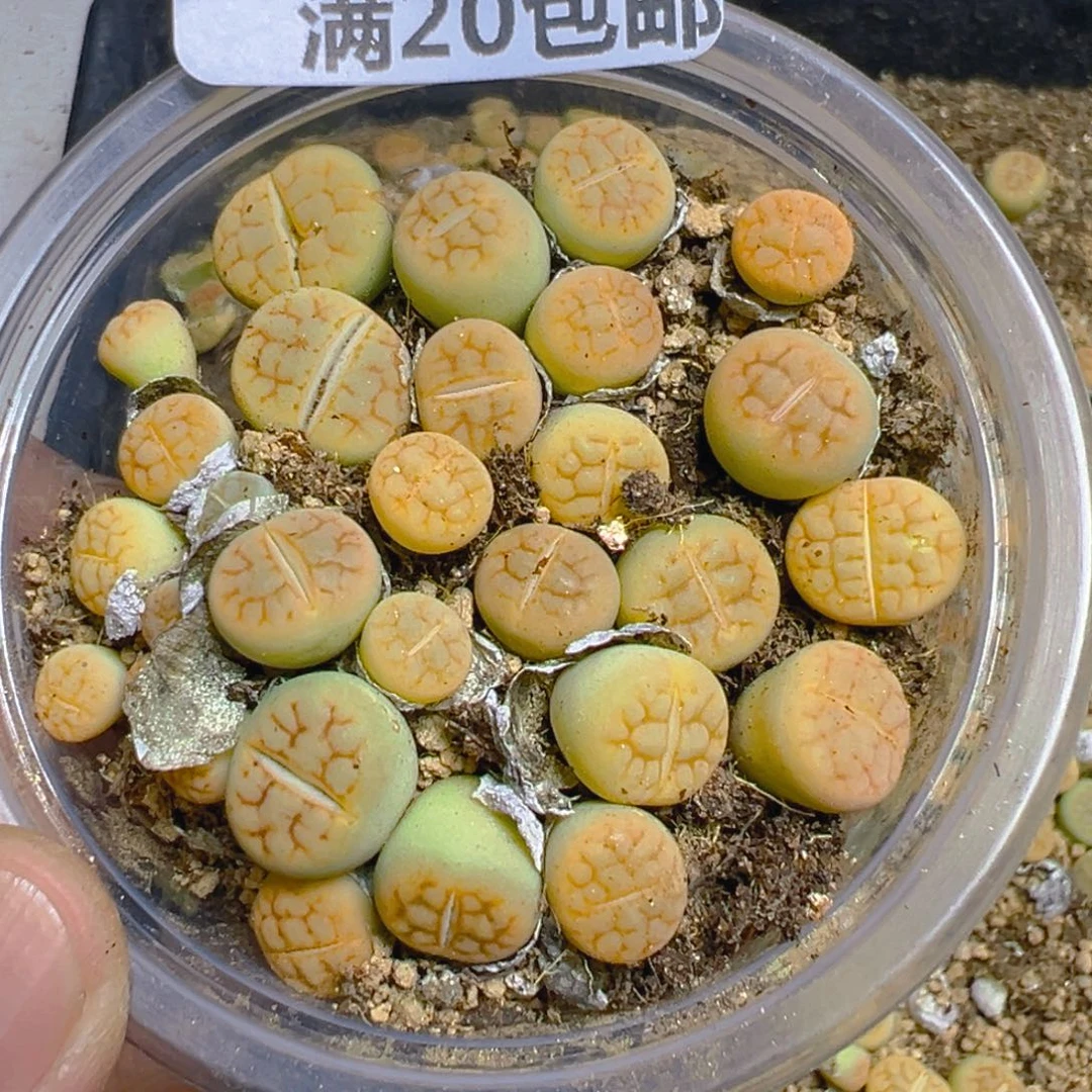 【闪购商品】 594。