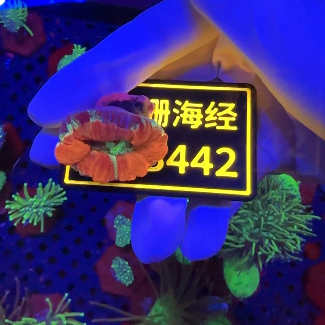 纽扣珊瑚车*闲又又不包邮小开放B442