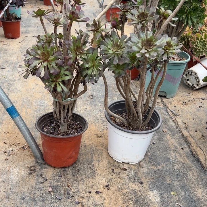 40二颗多肉多肉多肉多肉