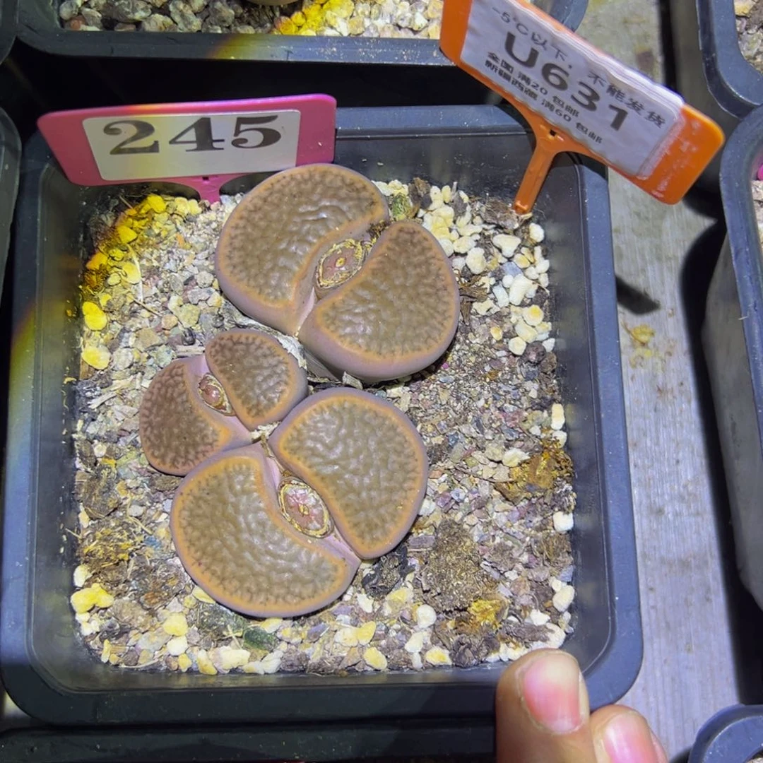 931 一物一拍，默认有伤，介意勿拍，不退不换