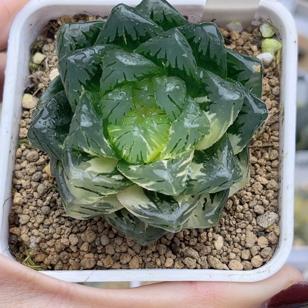 60巨大化龙鳞玉露锦福利专场