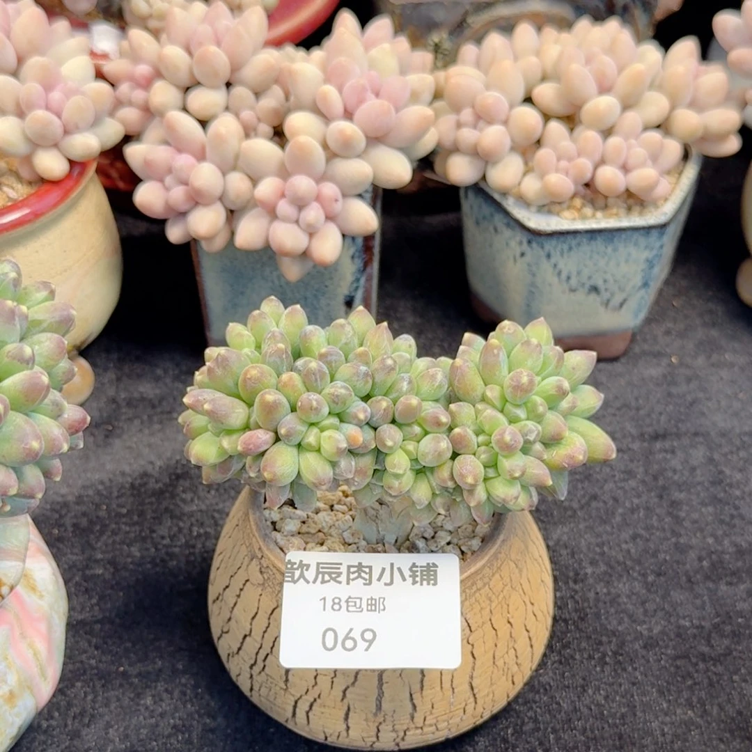 多肉植物  069  千代田之松缀